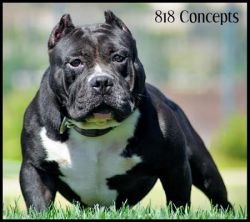 Ch. Surenos Pedigree, Cock Diesel Kennels, Cock Diesel Bloodline, Arizona Bully Breeder, 1 kennel in the in the world for pockets, xl, extreme, exotic bullys,  blue pitbulls, American Bully,ABKC, United States Bully Breeder